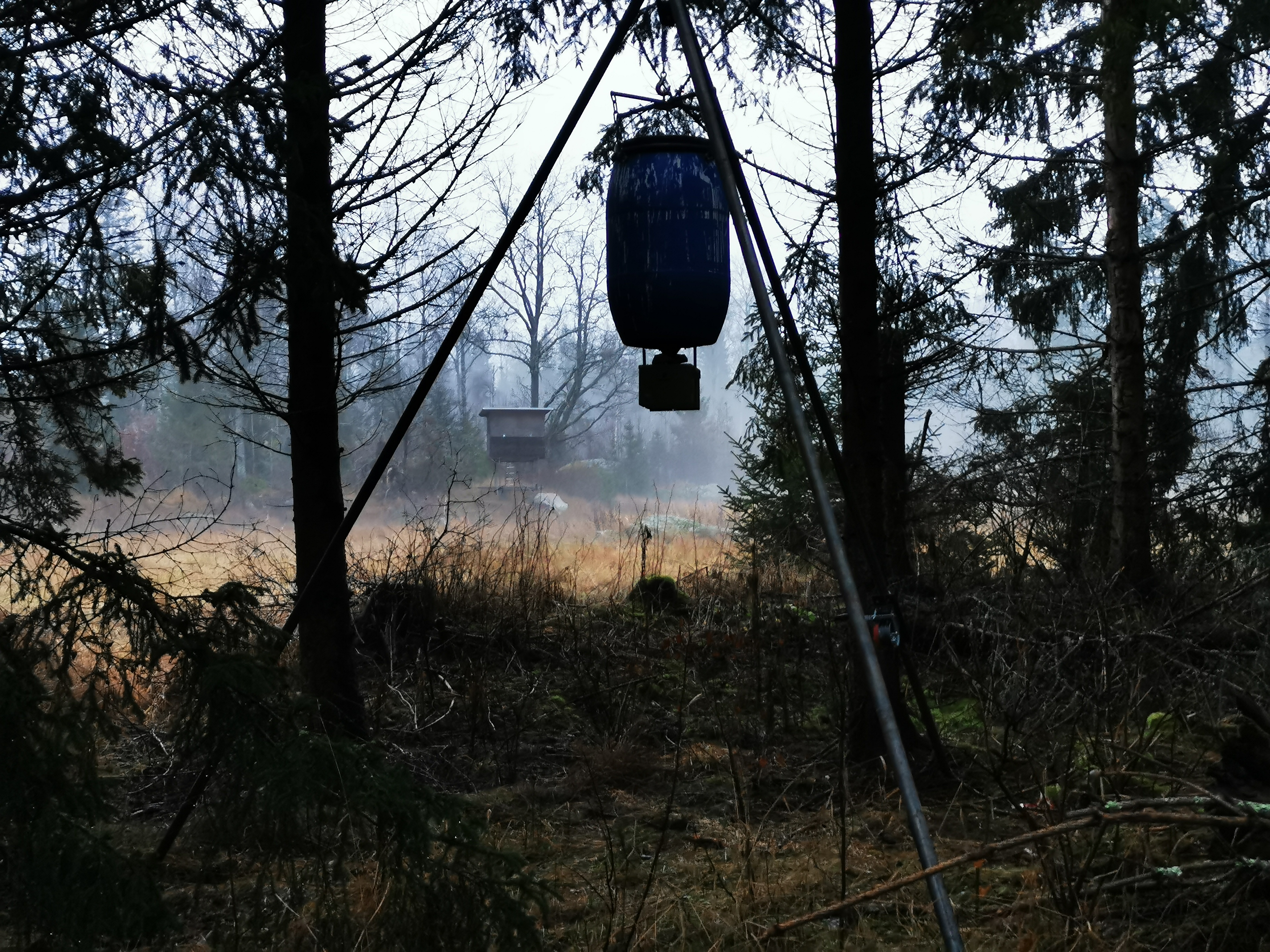 Skogen en spännande kväll med älvorna dansandes på åkern